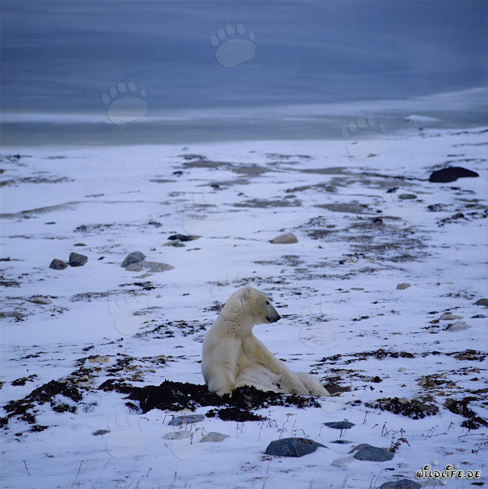 Maestoso orso polare nella tundra ghiacciata