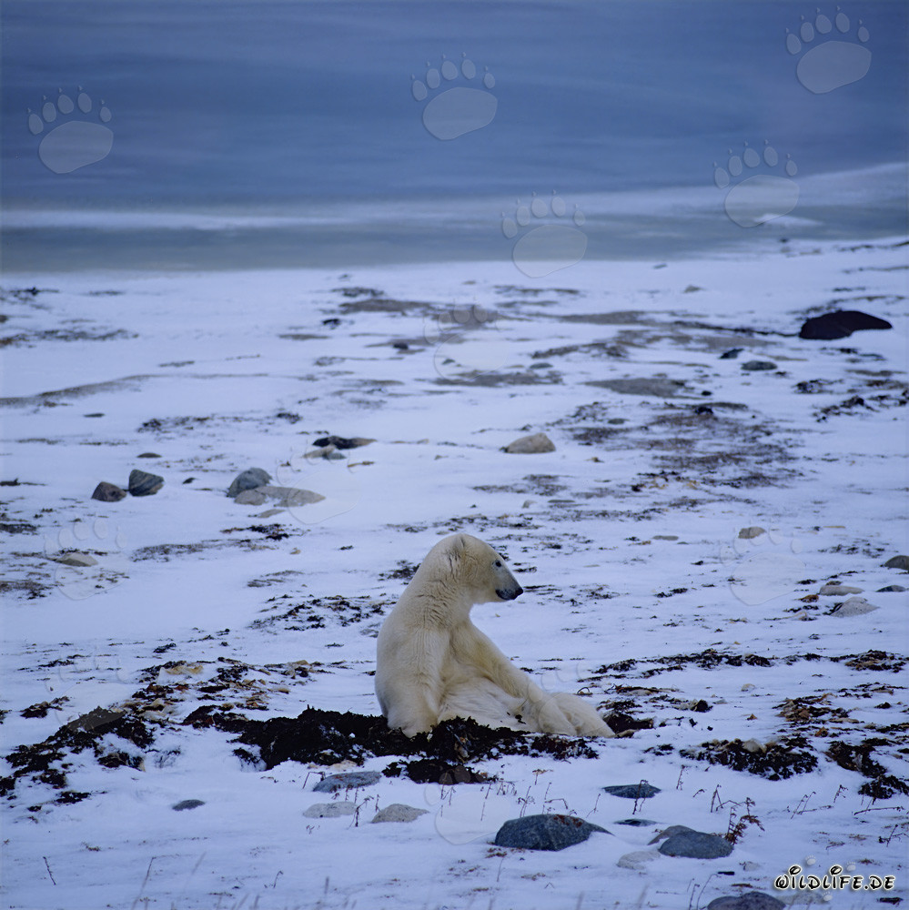 Majestätischer Eisbär in der eisigen Tundra