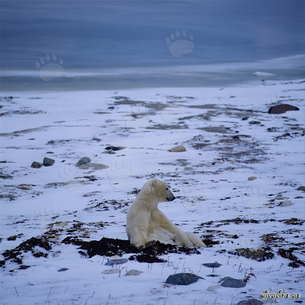 Majestic polar bear in the icy tundra