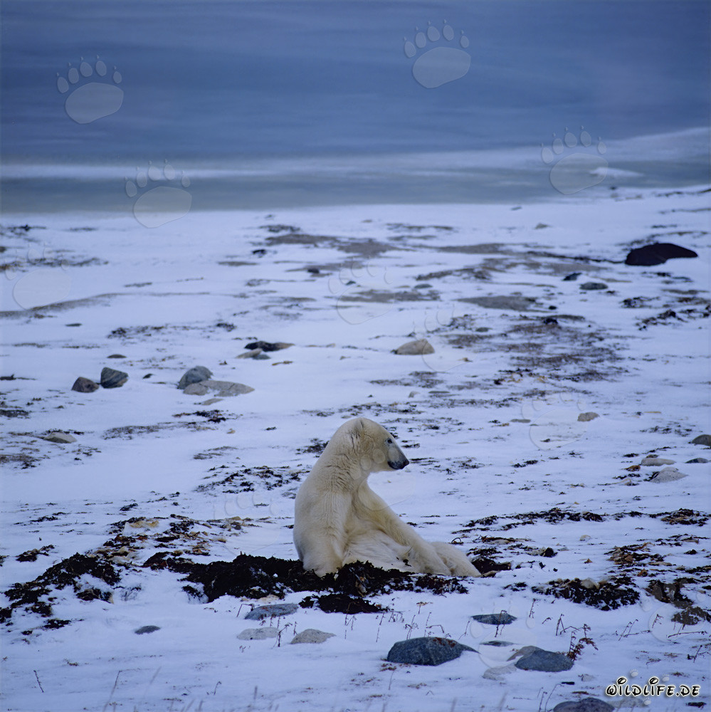 Ours polaire majestueux dans la toundra glaciale