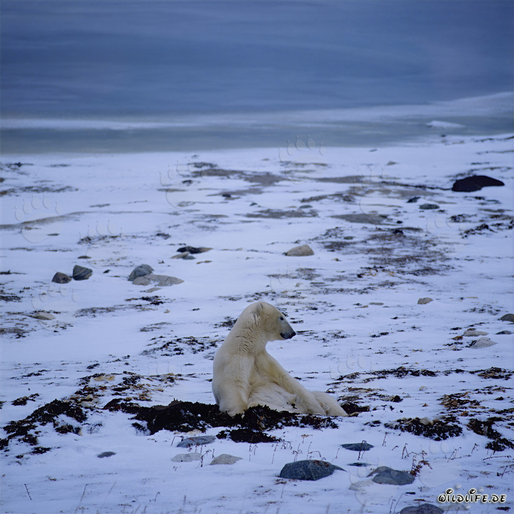 Oso polar majestuoso en la tundra helada
