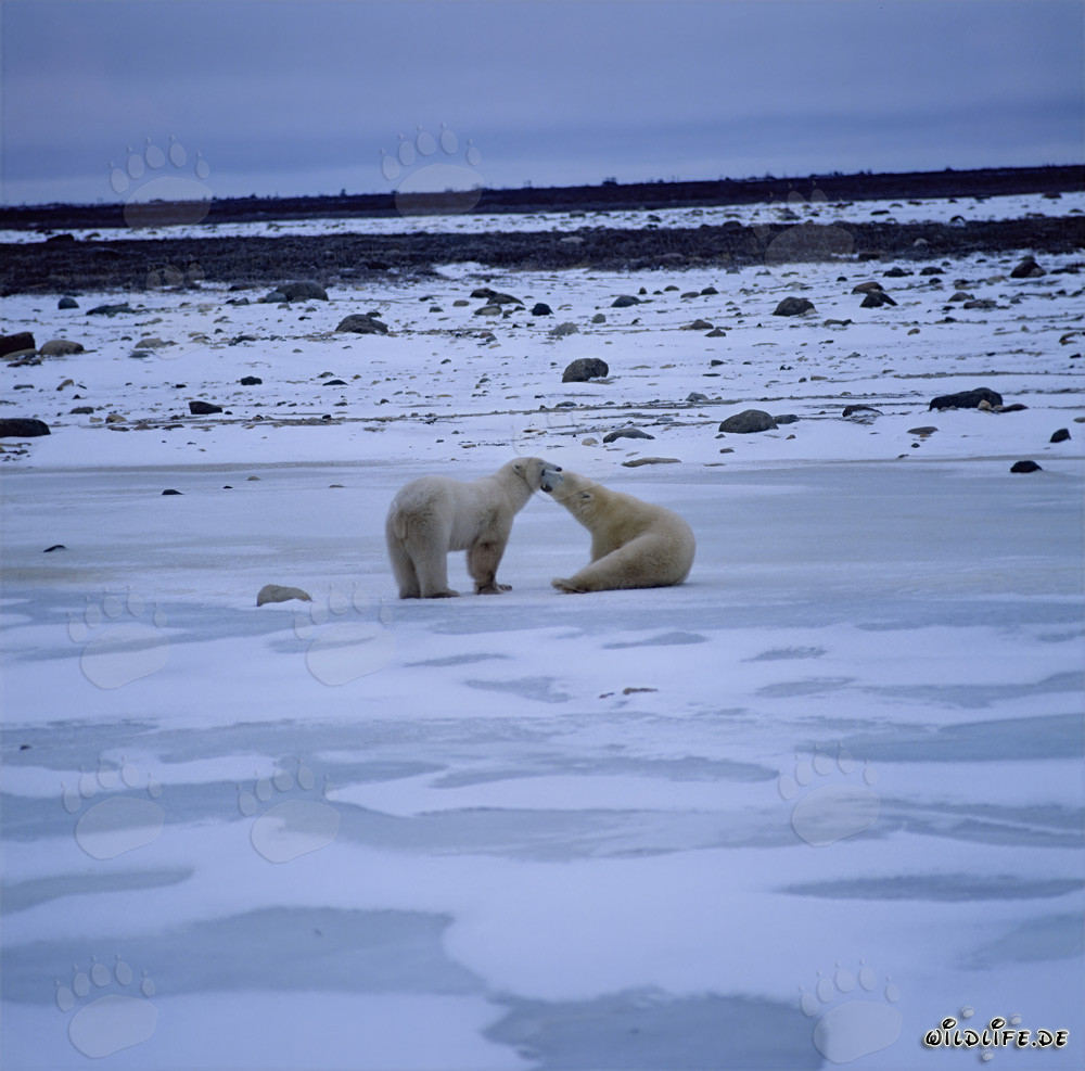 Playful Polar Bear in the Hudson Bay