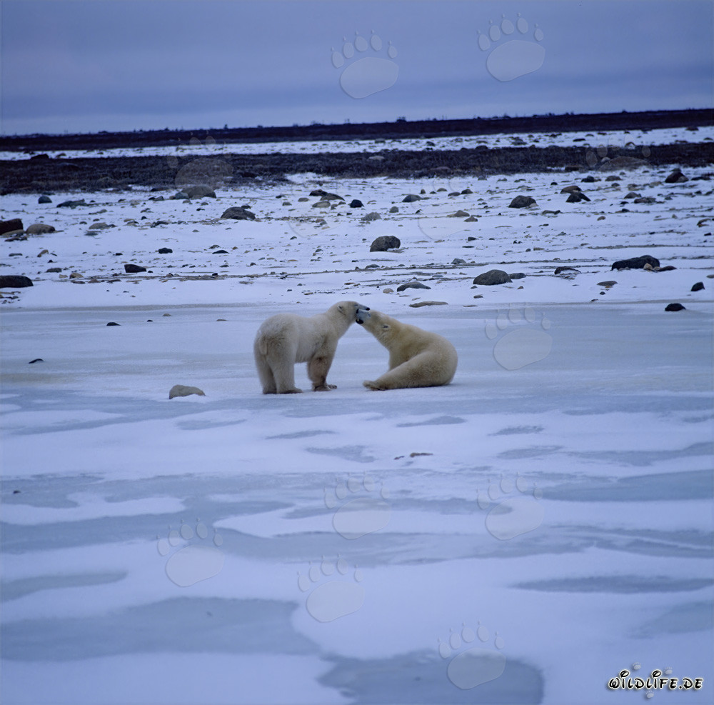 Spielende Eisbären in der Hudson Bay