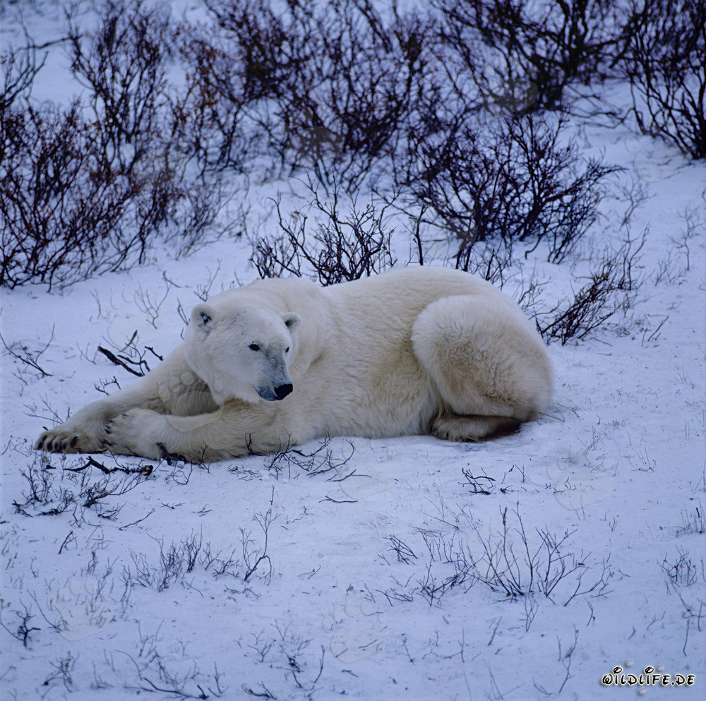Majestic Polar Bear Resting in the Icy Tundra