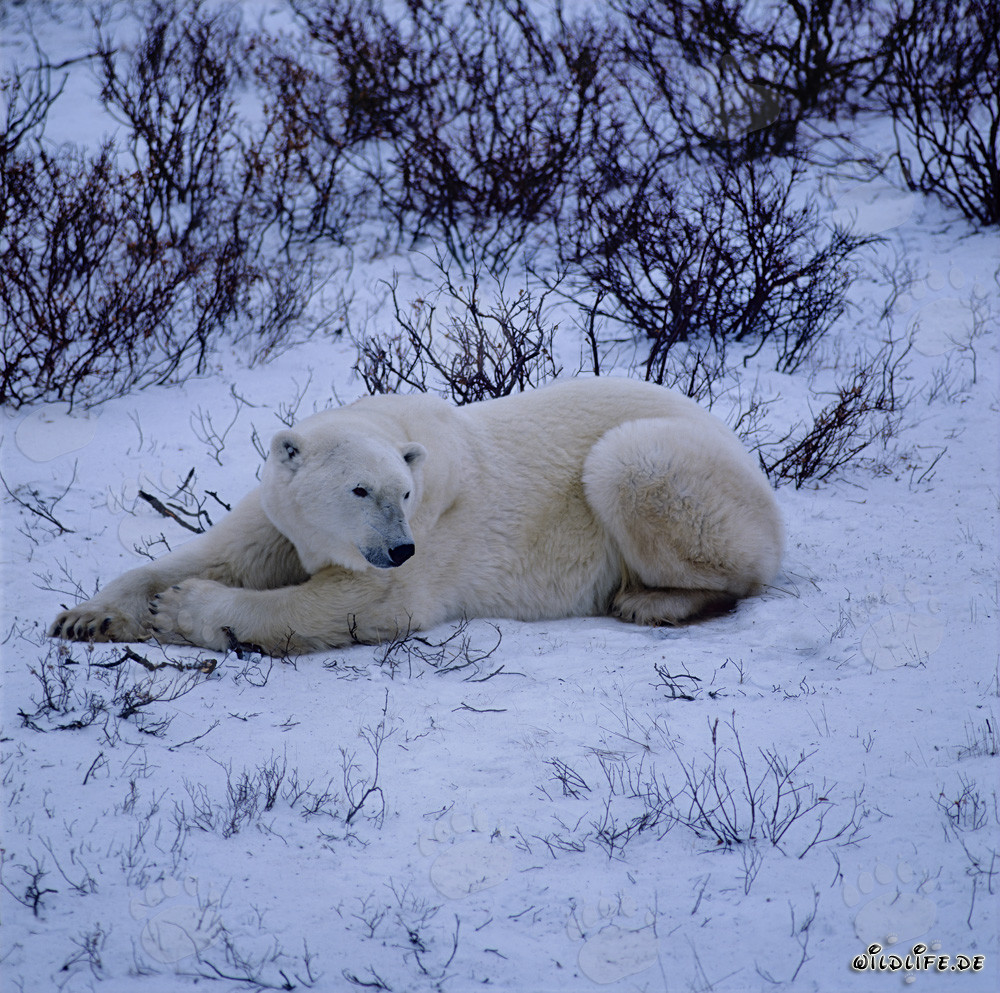 Ours polaire majestueux se repose dans la toundra glaciale