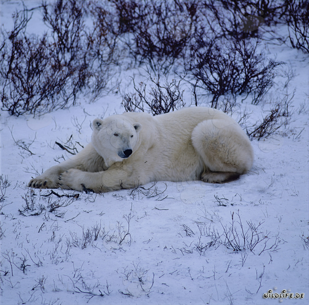 Maestoso orso polare riposante nella natura artica