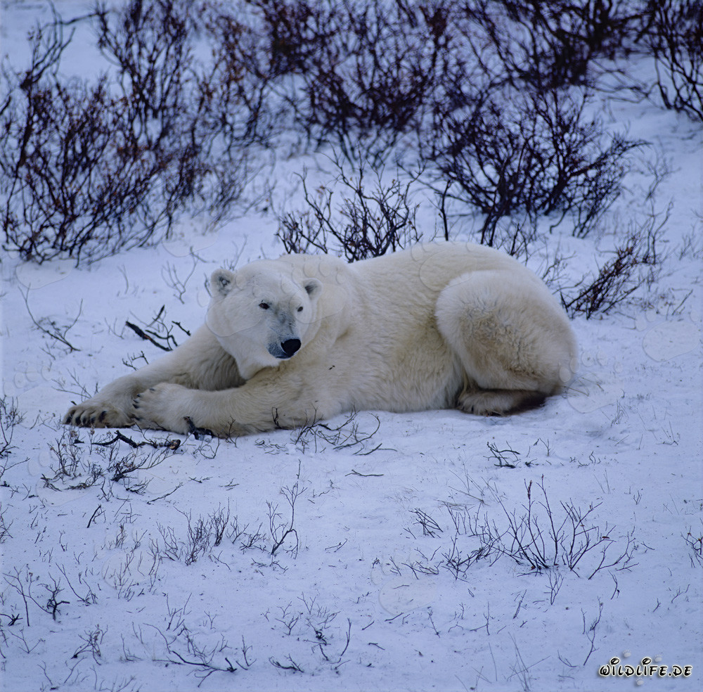 Majestätischer Eisbär in der arktischen Wildnis ruhend