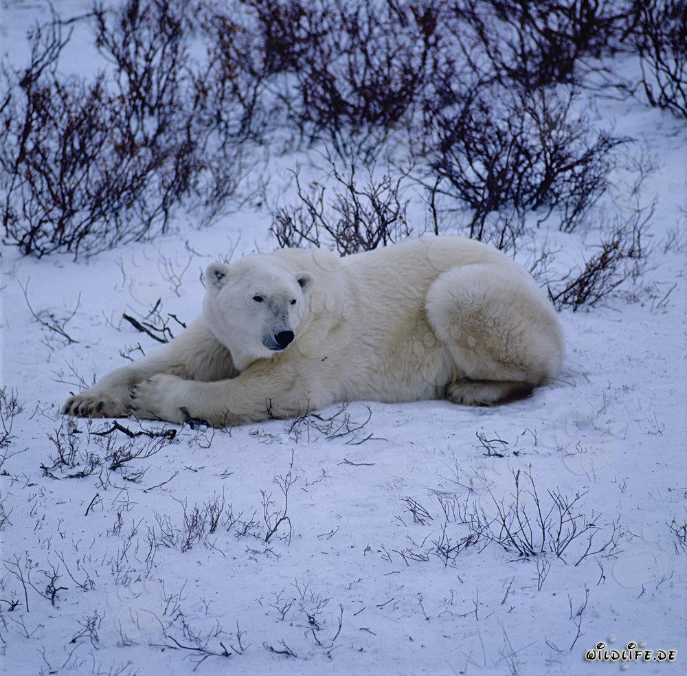 Majestic Polar Bear Resting in the Arctic Wilderness