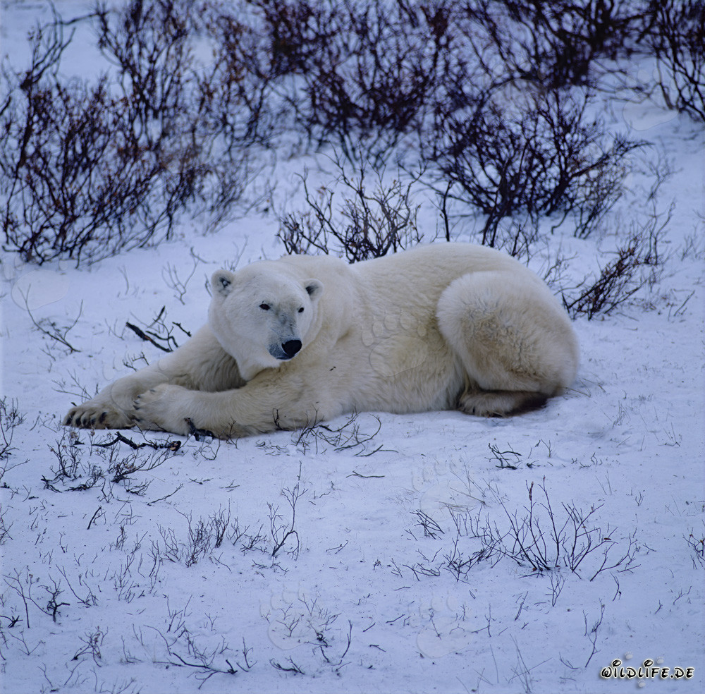 Ours polaire majestueux se reposant dans la nature arctique
