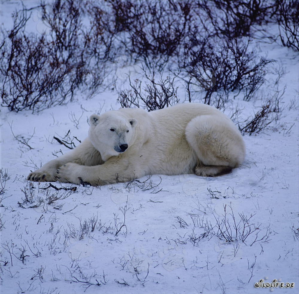 Oso polar majestuoso descansando en la naturaleza ártica