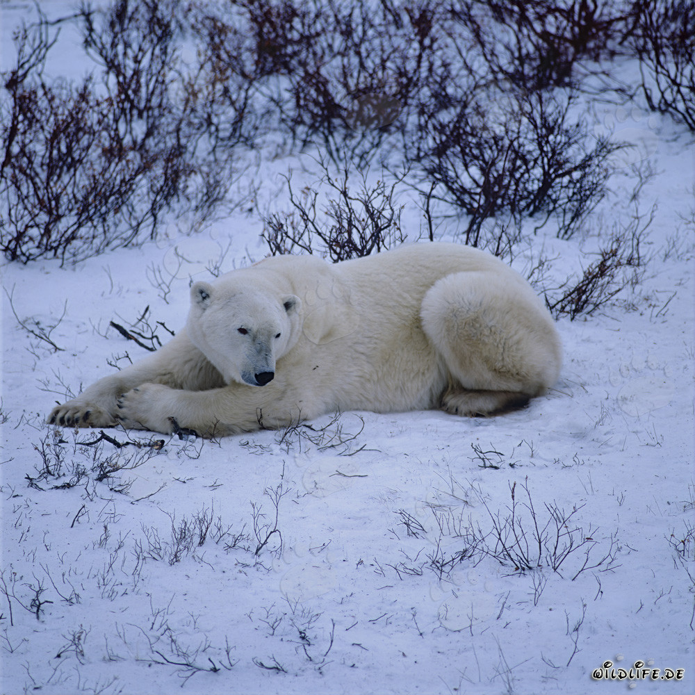 Maestoso orso polare riposa nella baia di Hudson