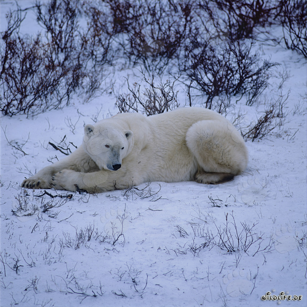 Majestic Polar Bear Resting in the Hudson Bay