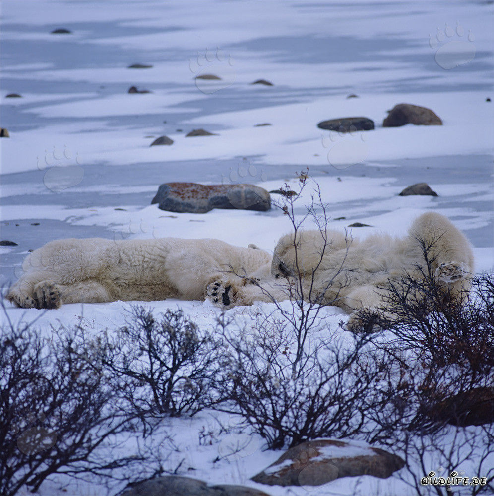 Two tired Polar Bears resting in wintry Hudson Bay