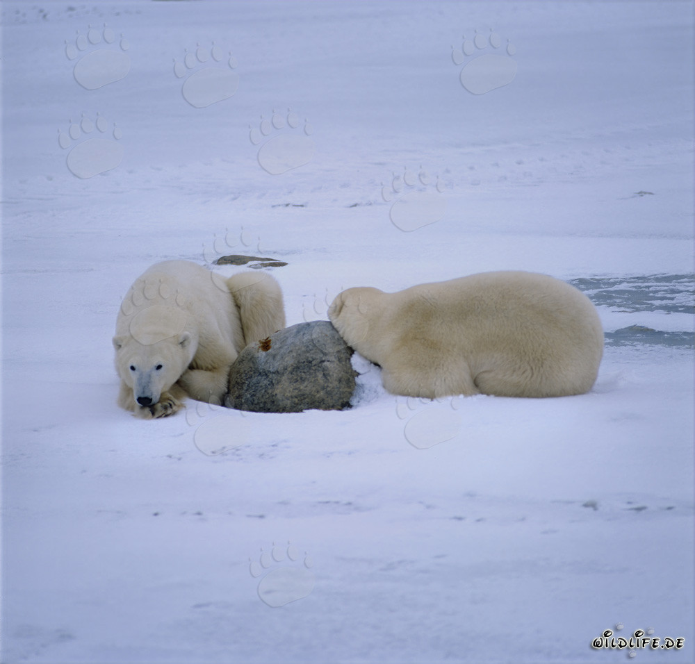 Osos polares descansando en la bahía de Hudson