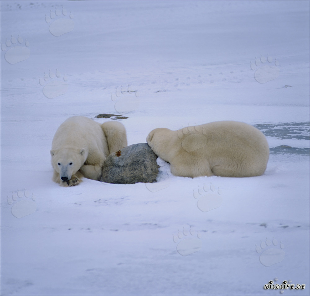Rastende Eisbären in der Hudson Bay
