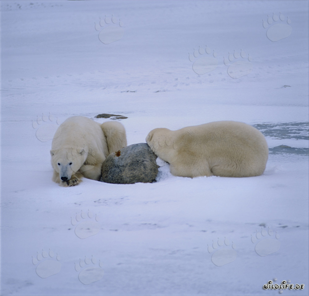 Resting Polar Bears