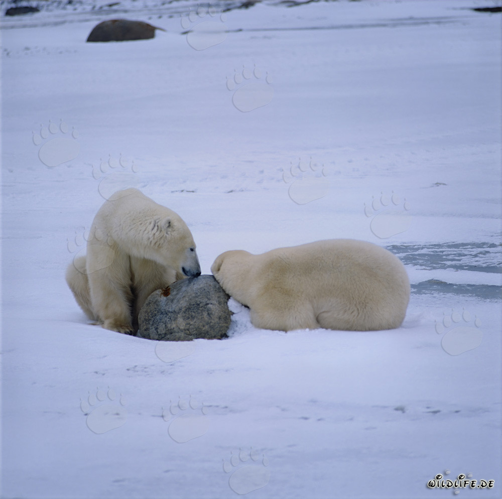 Orsi polari in riposo nella gelida tundra della baia di Hudson