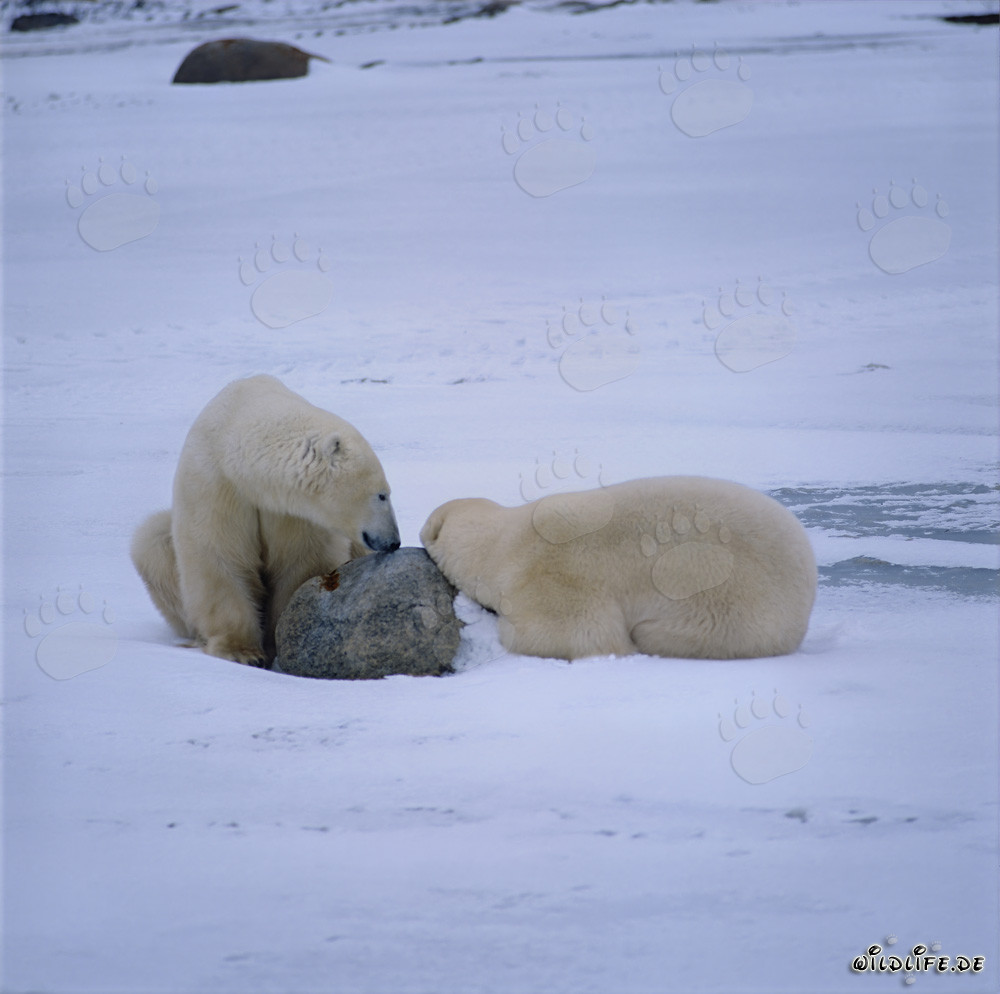 Osos polares en reposo en la helada tundra de la bahía de Hudson