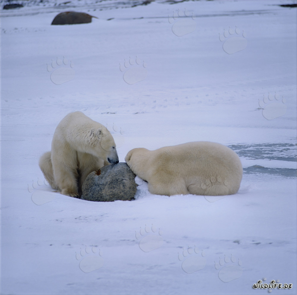 Resting Polar Bears in the icy tundra of Hudson Bay