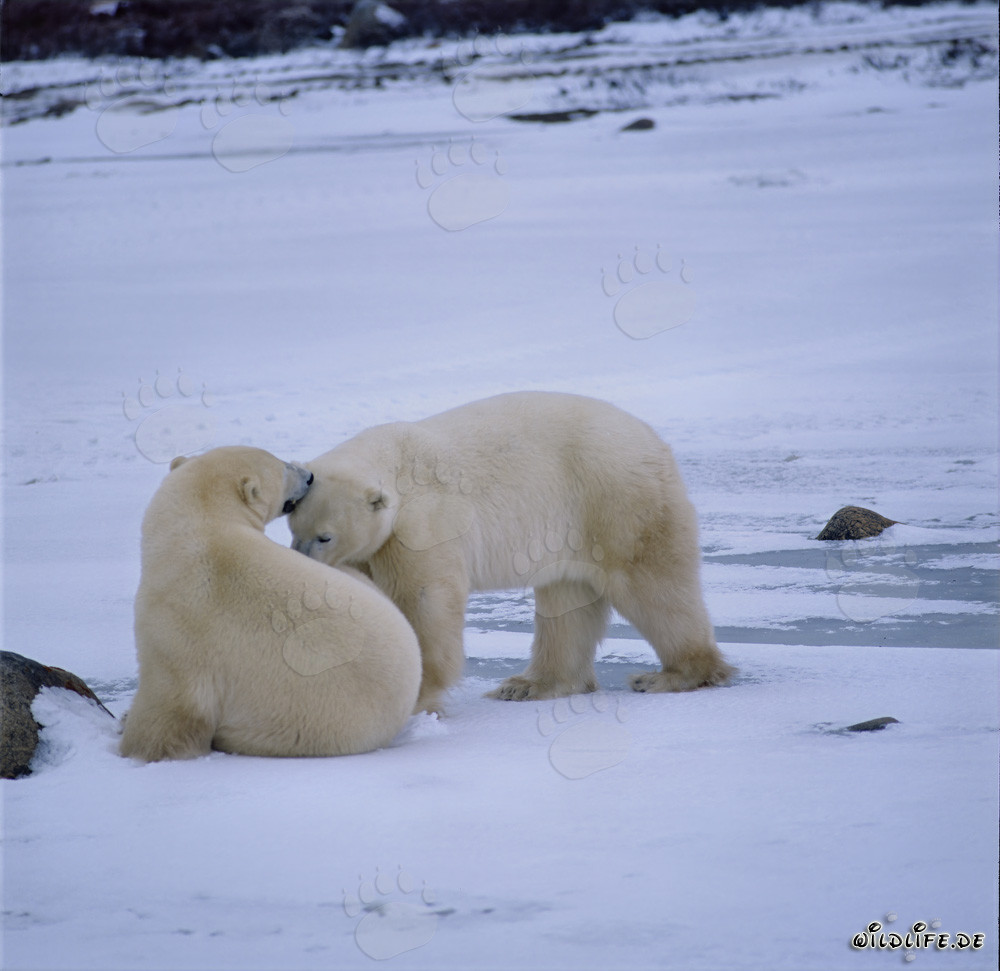 Kings of the Arctic: Majestic Polar Bears in the Hudson Bay