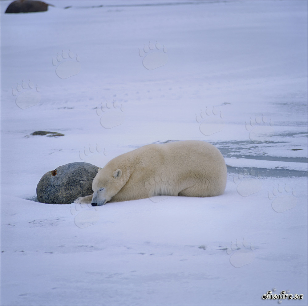 Orso polare stanco riposante nella tundra invernale