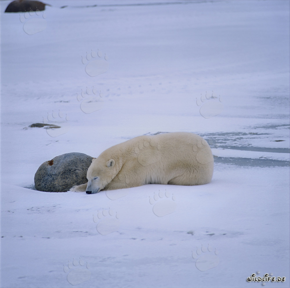 Ours polaire fatigué se reposant dans la toundra hivernale