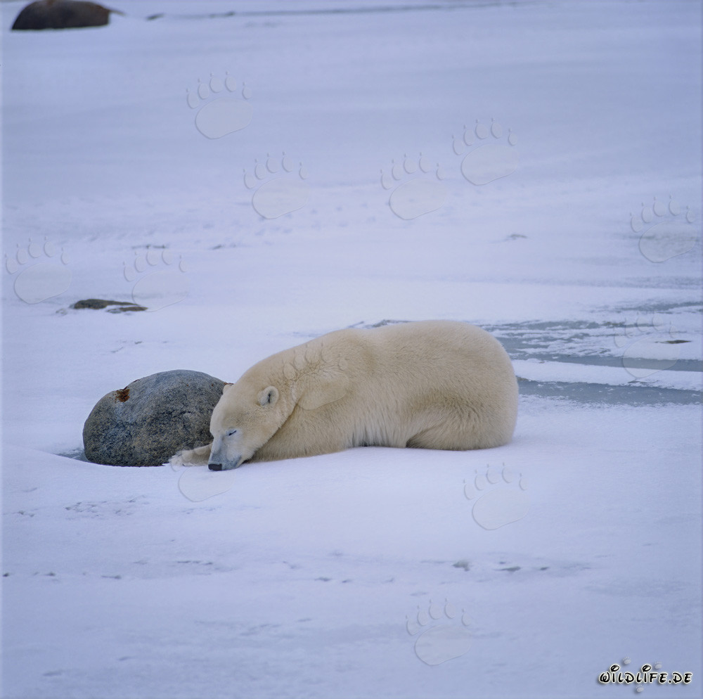 Tired Polar Bear Resting in the Wintry Tundra