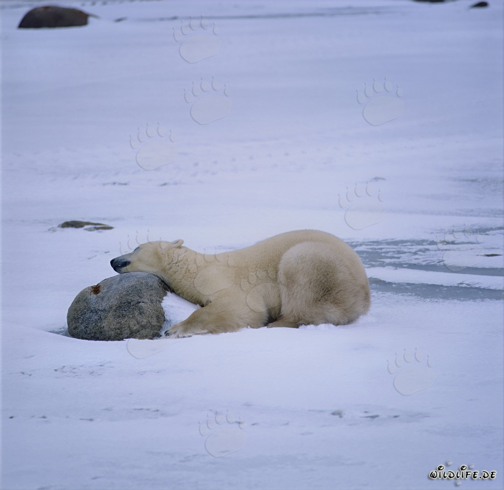 Tired polar bear taking a rest