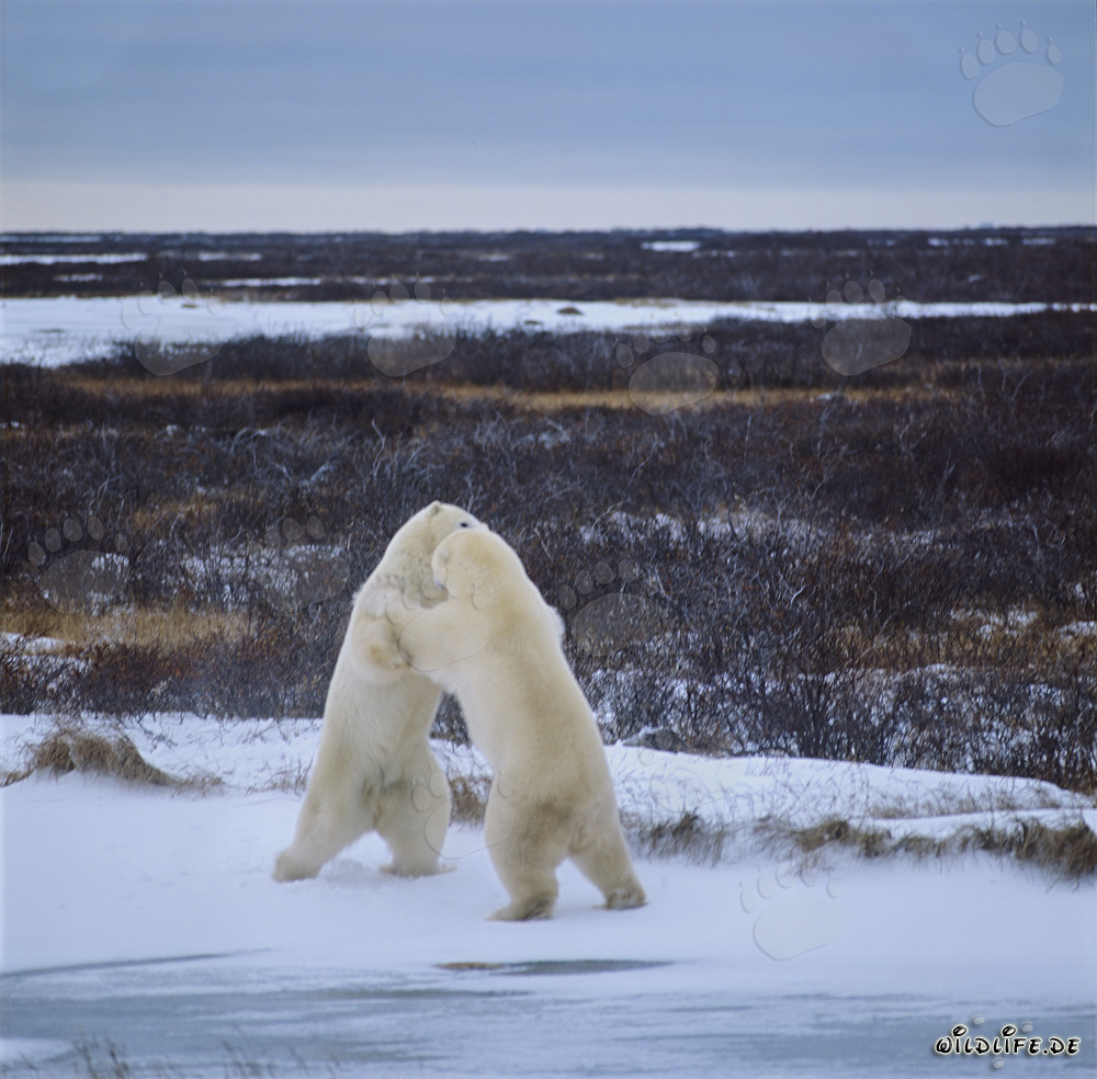 Confrontation puissante des majestueux ours polaires