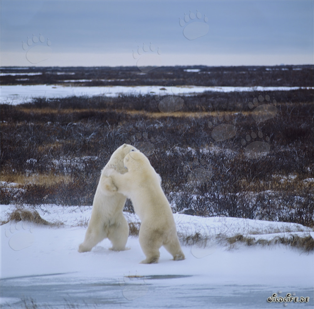 Powerful confrontation of majestic Polar Bears
