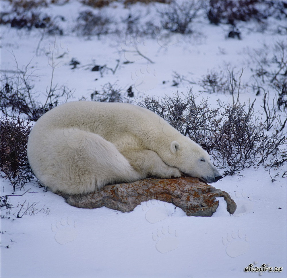 Orso polare che riposa su una roccia nella tundra della baia di Hudson