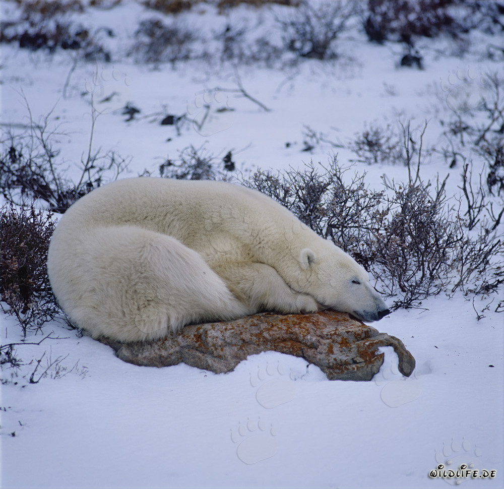 Ours polaire reposant sur un rocher dans la toundra de la baie d'Hudson