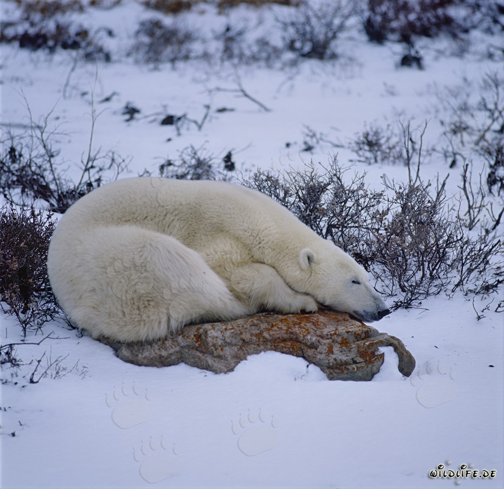 Resting Polar Bear on a Rock at the Hudson Bay in the Tundra