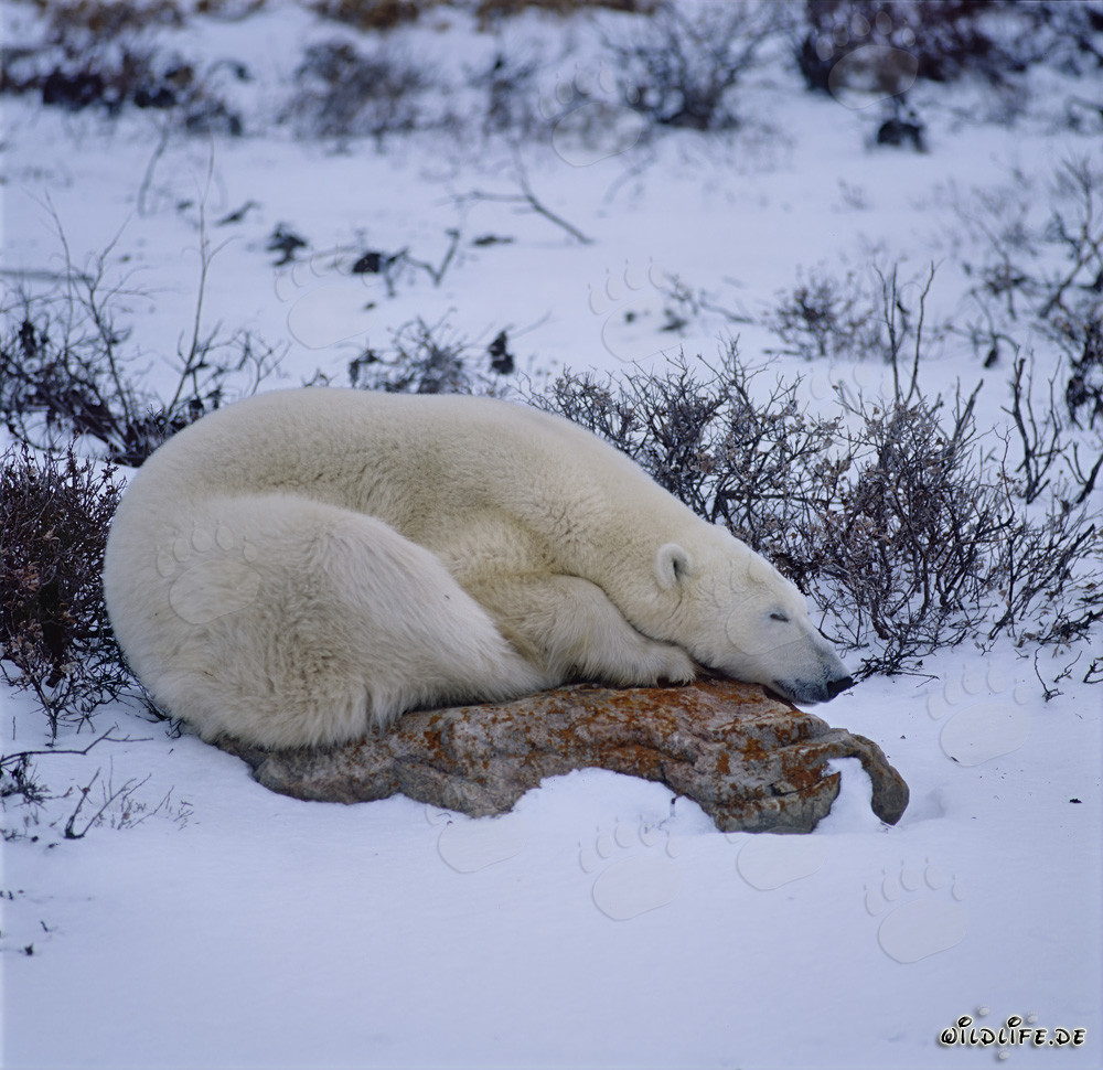 Ruhender Eisbär auf einem Felsen an der Hudson Bay in der Tundra