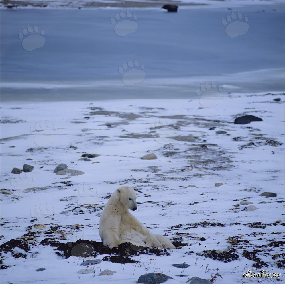 Un maestoso orso polare riposa nella Baia di Hudson