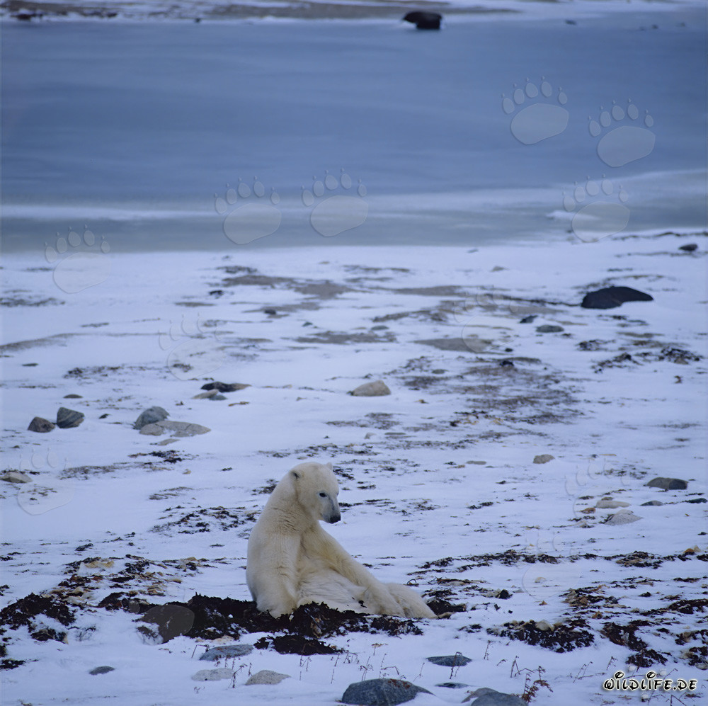 Ein majestätischer Eisbär ruht sich in der Hudson Bay aus