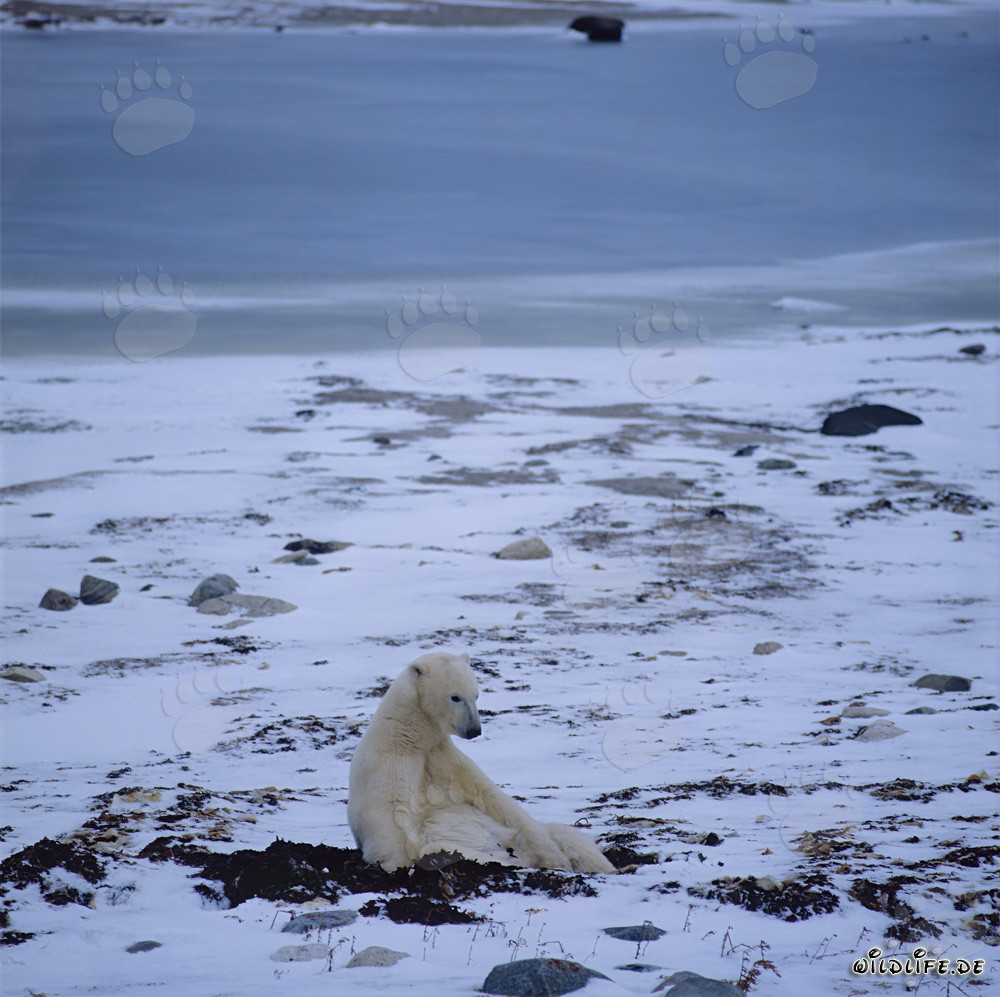 A majestic polar bear resting in the Hudson Bay
