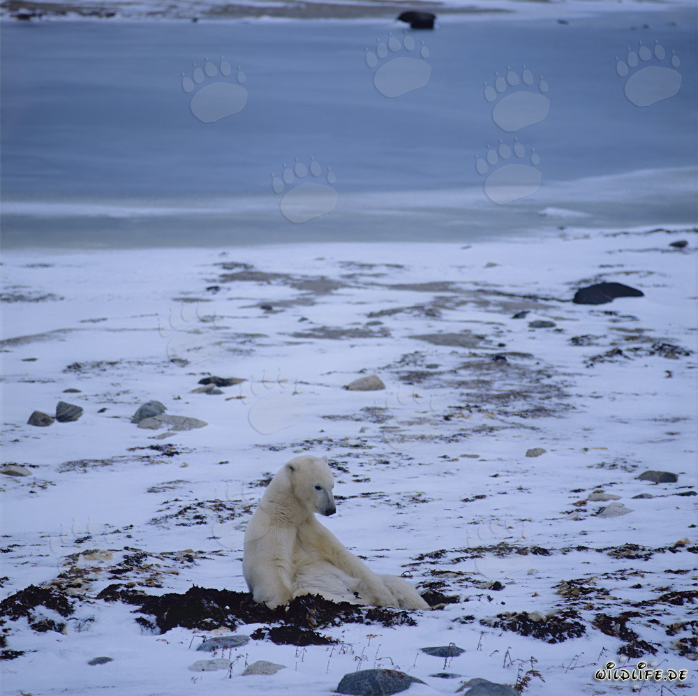 Un majestueux ours blanc se repose dans la baie d'Hudson