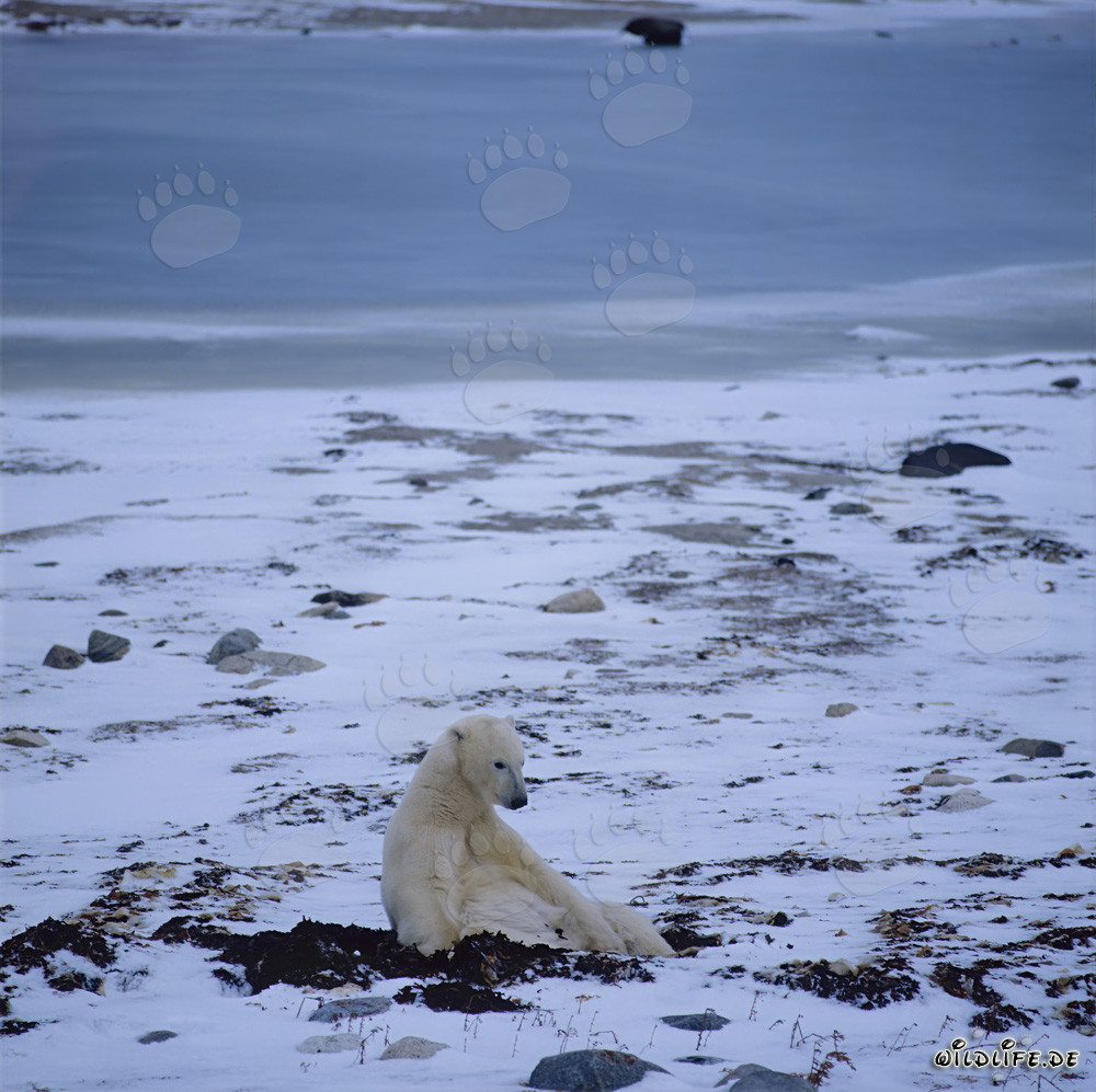 Un majestuoso oso polar descansa en la Bahía de Hudson