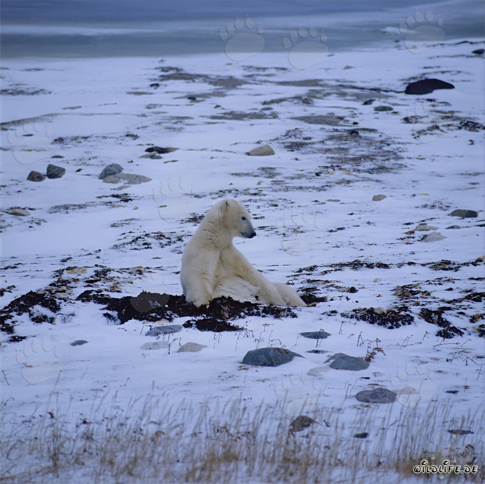 Maestoso orso polare nella baia di Hudson invernale
