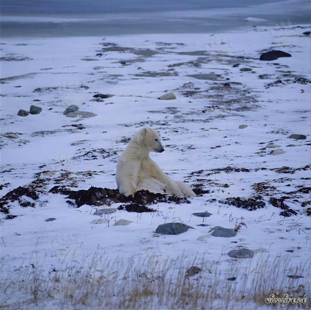 Majestätischer Eisbär in der winterlichen Hudson Bay