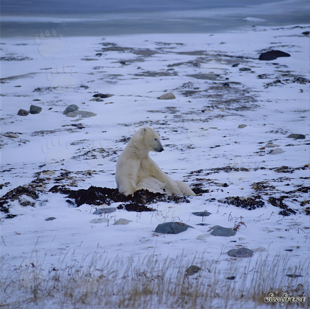 Oso polar majestuoso en la bahía de Hudson invernal