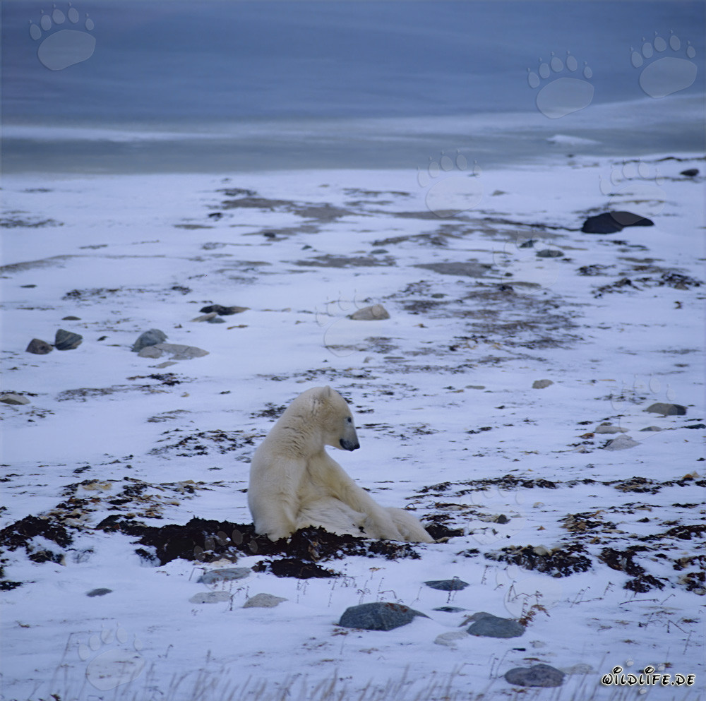 Hungriger Eisbär wartet geduldig in der winterlichen Tundra auf das Zufrieren der Hudson Bay
