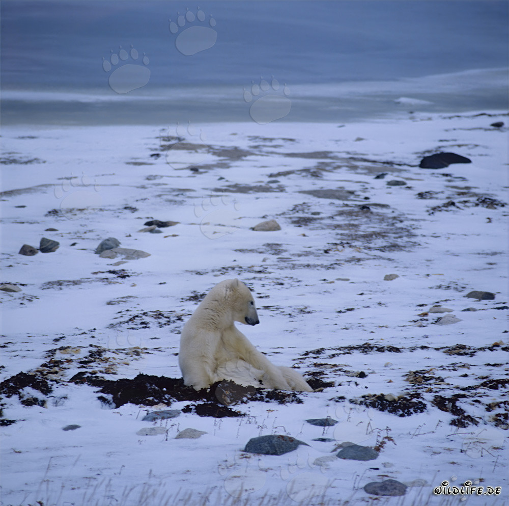 Orso polare affamato attende pazientemente nella tundra invernale il congelamento della baia di Hudson