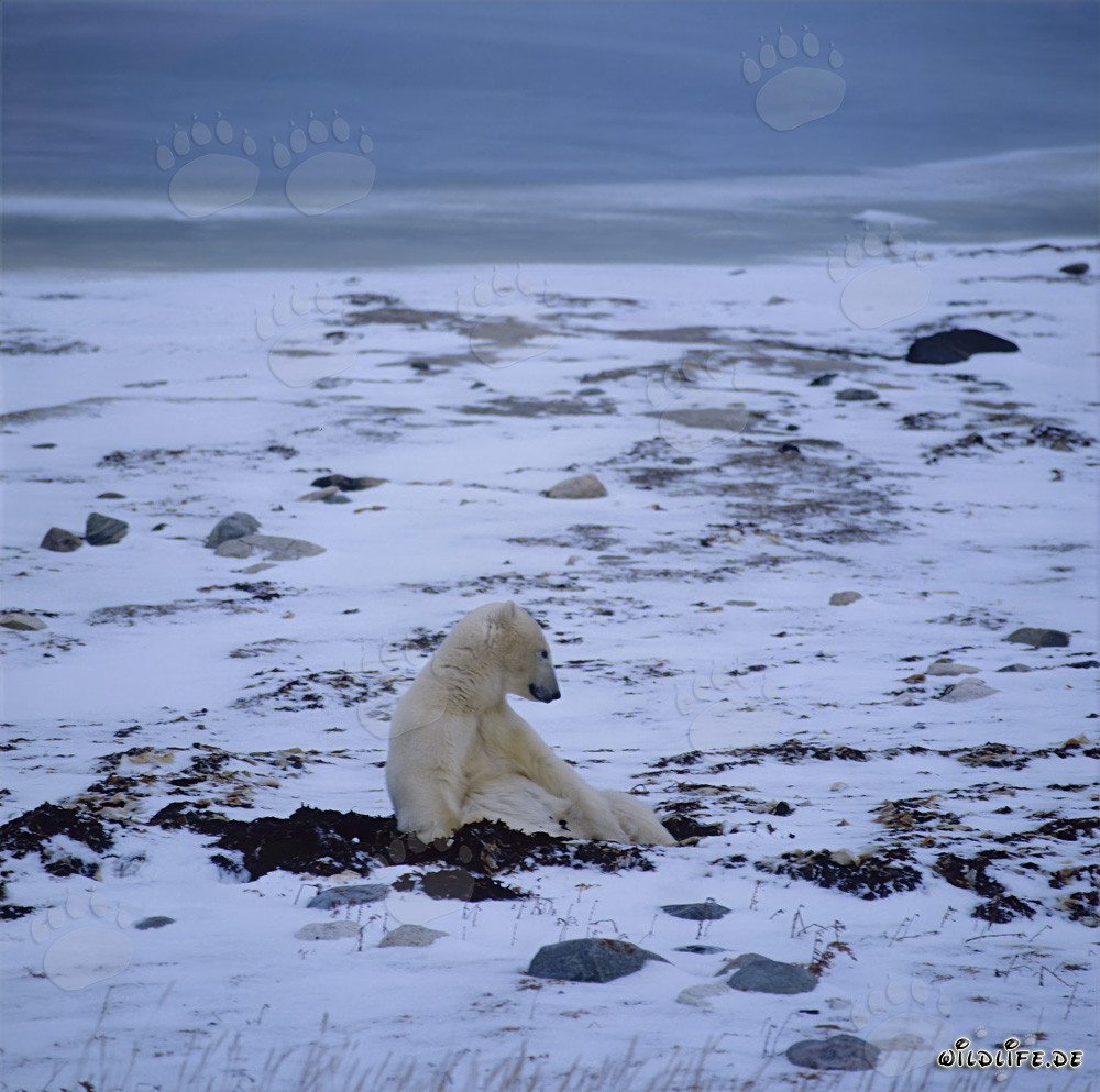 Oso polar hambriento espera pacientemente en la tundra invernal la congelación de la bahía de Hudson