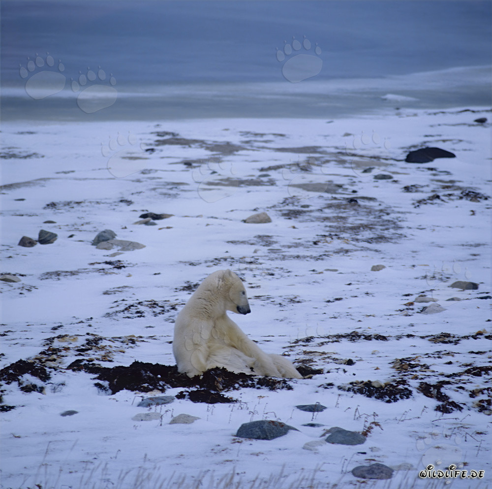 Ours polaire affamé attend patiemment dans la toundra hivernale le gel de la baie d'Hudson
