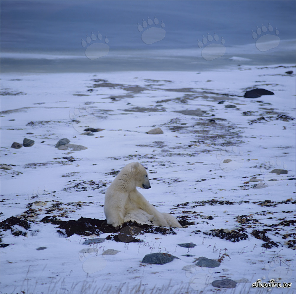Hungry Polar Bear patiently waiting in the wintry tundra for the freezing of Hudson Bay
