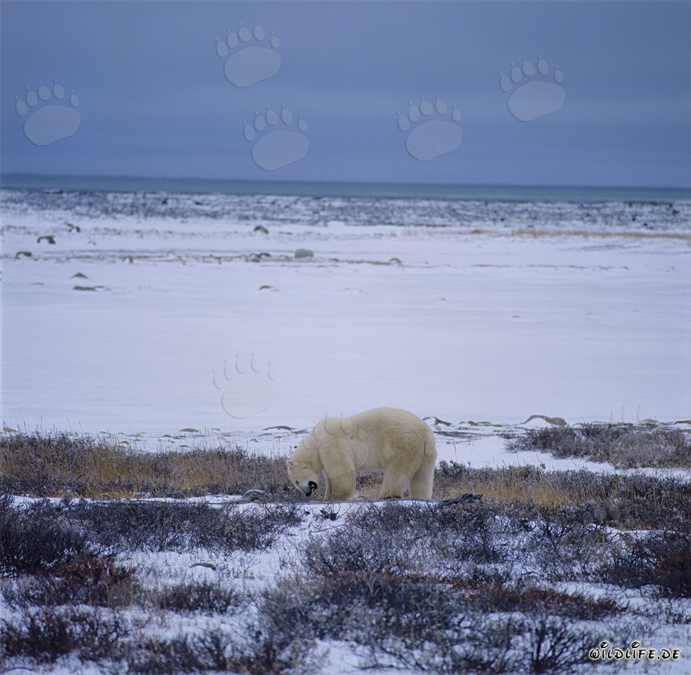 Majestätischer Eisbär an der winterlichen Küste der Hudson Bay