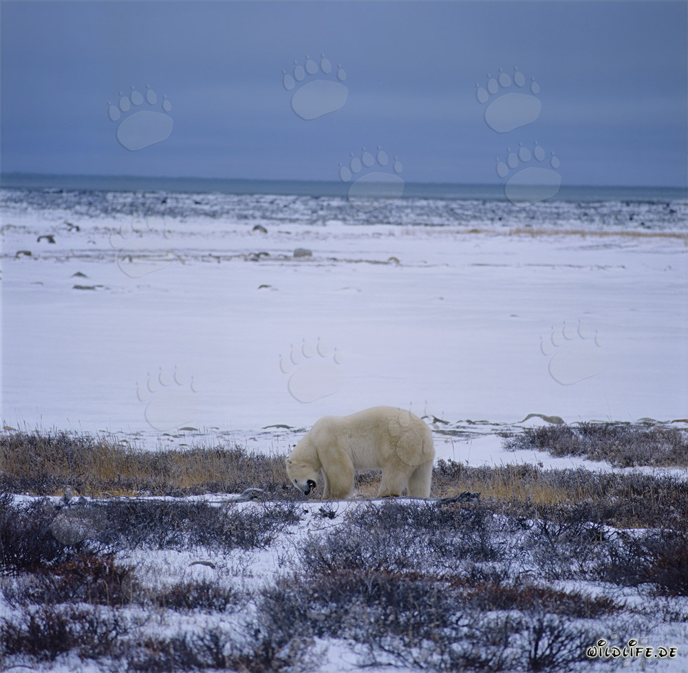 Majestic Polar Bear on the Winter Coast of Hudson Bay