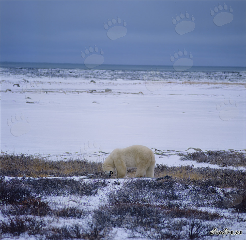 Maestoso orso polare sulla costa invernale della baia di Hudson